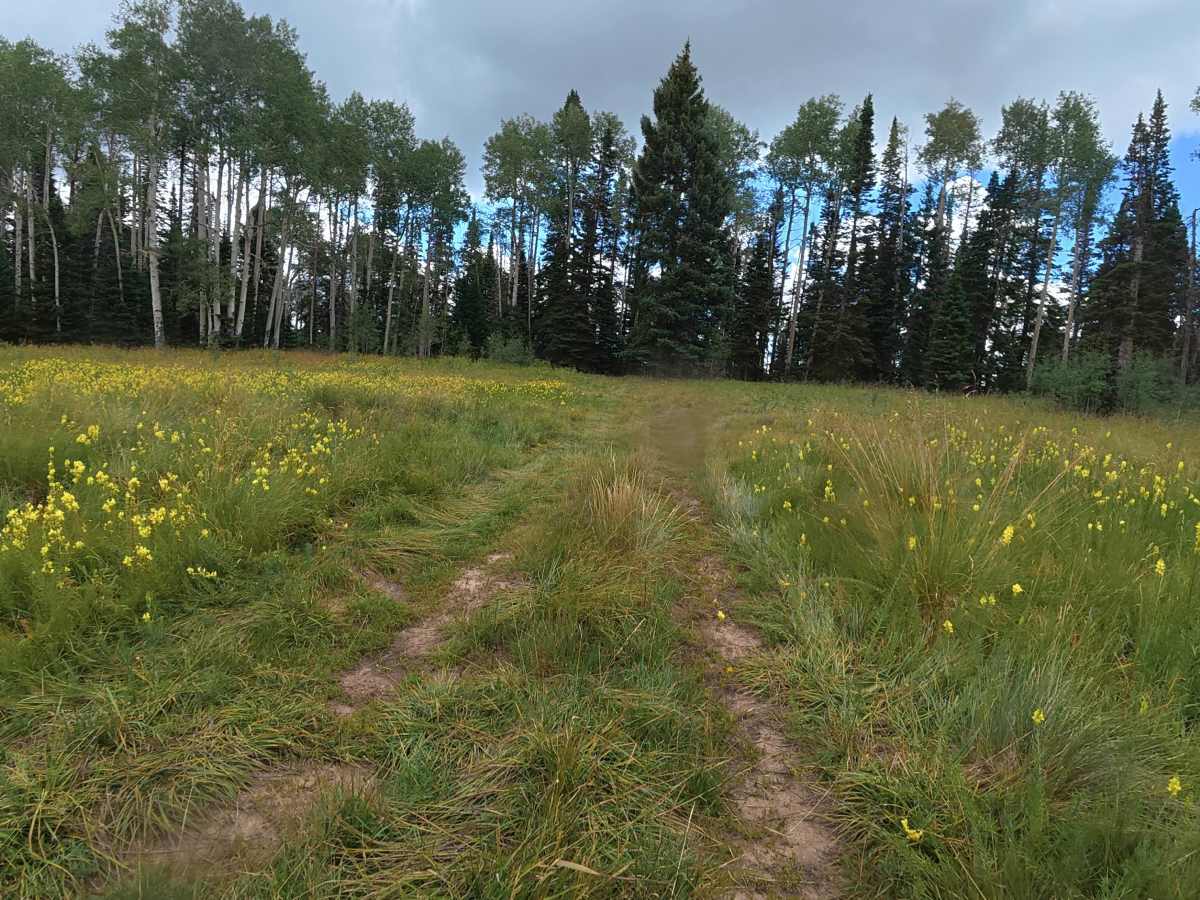 Bear Gulch Road - FS 210 photo 2