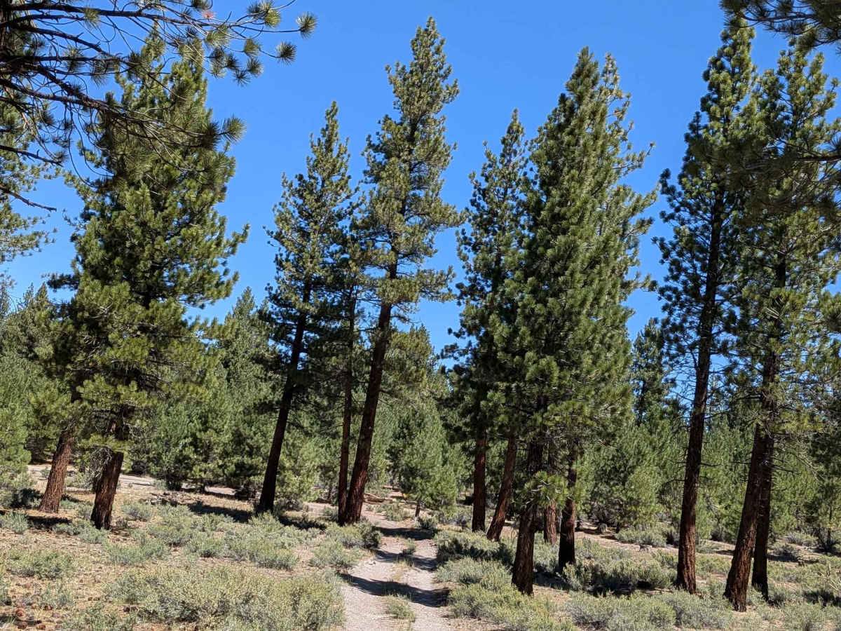 Forest Service Road 2S129 photo 3