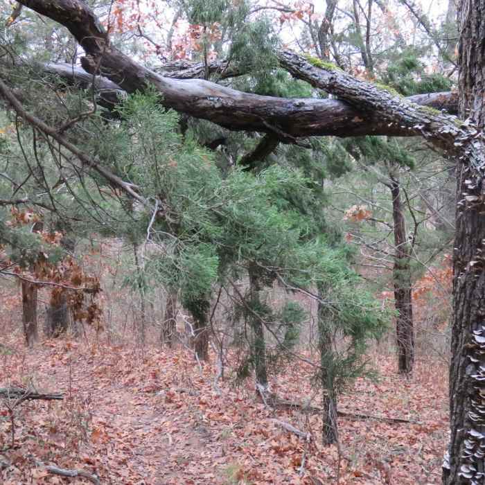 Near Cross Timbers Hiking Trail