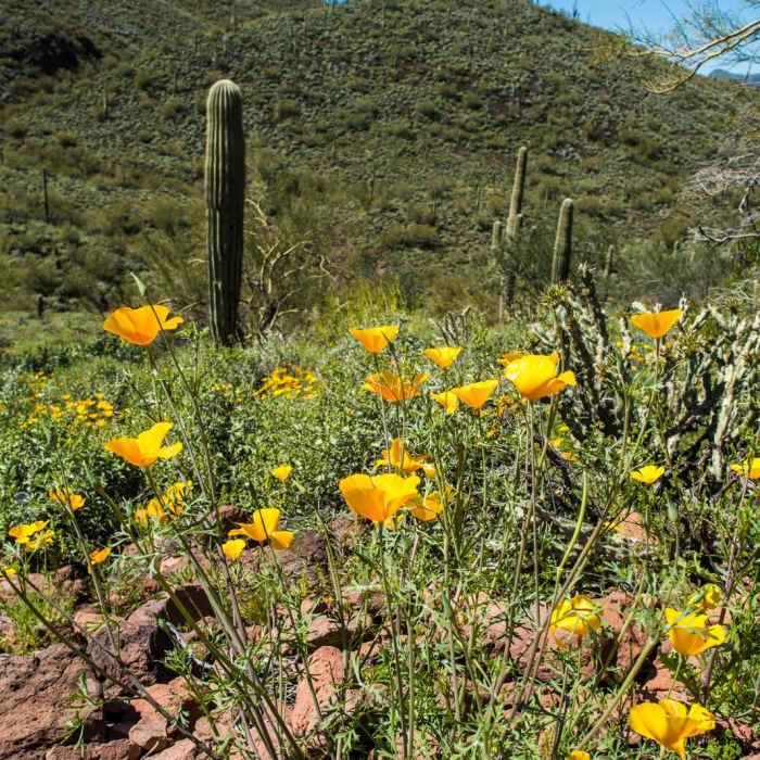 Near Pipeline Canyon Trail