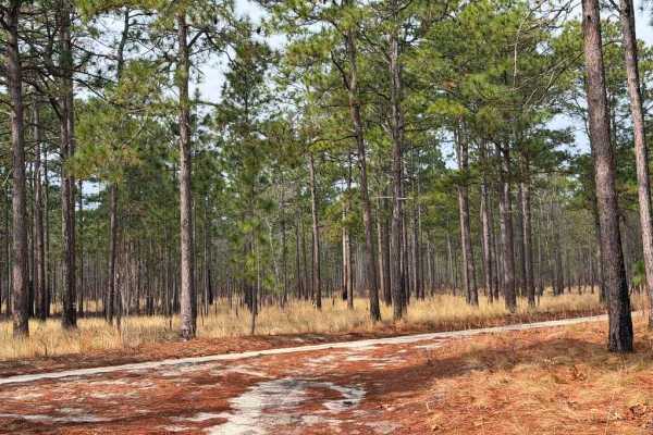 Carpenter Road