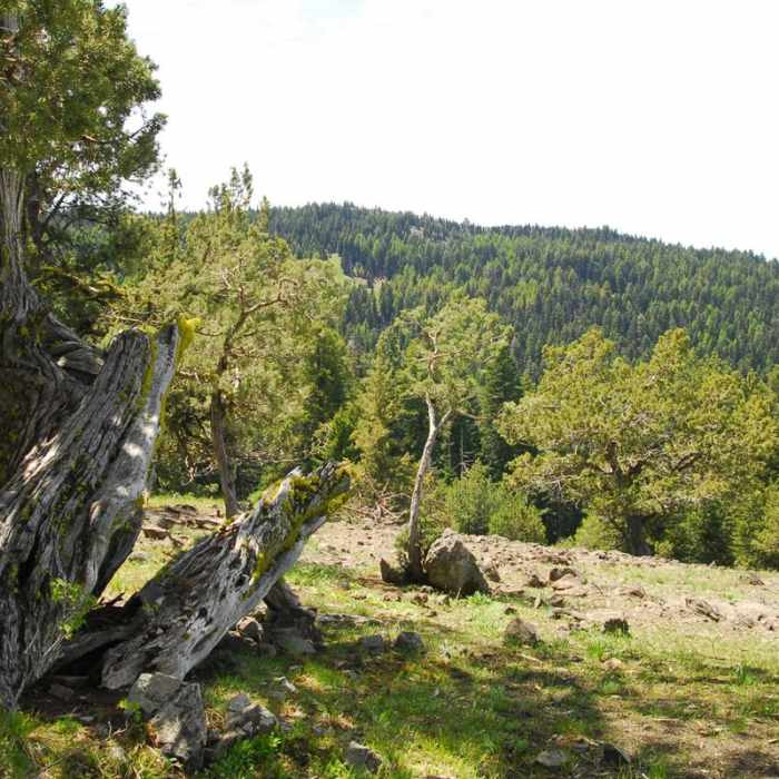 Near Lookout Mountain + Mother Lode Mine