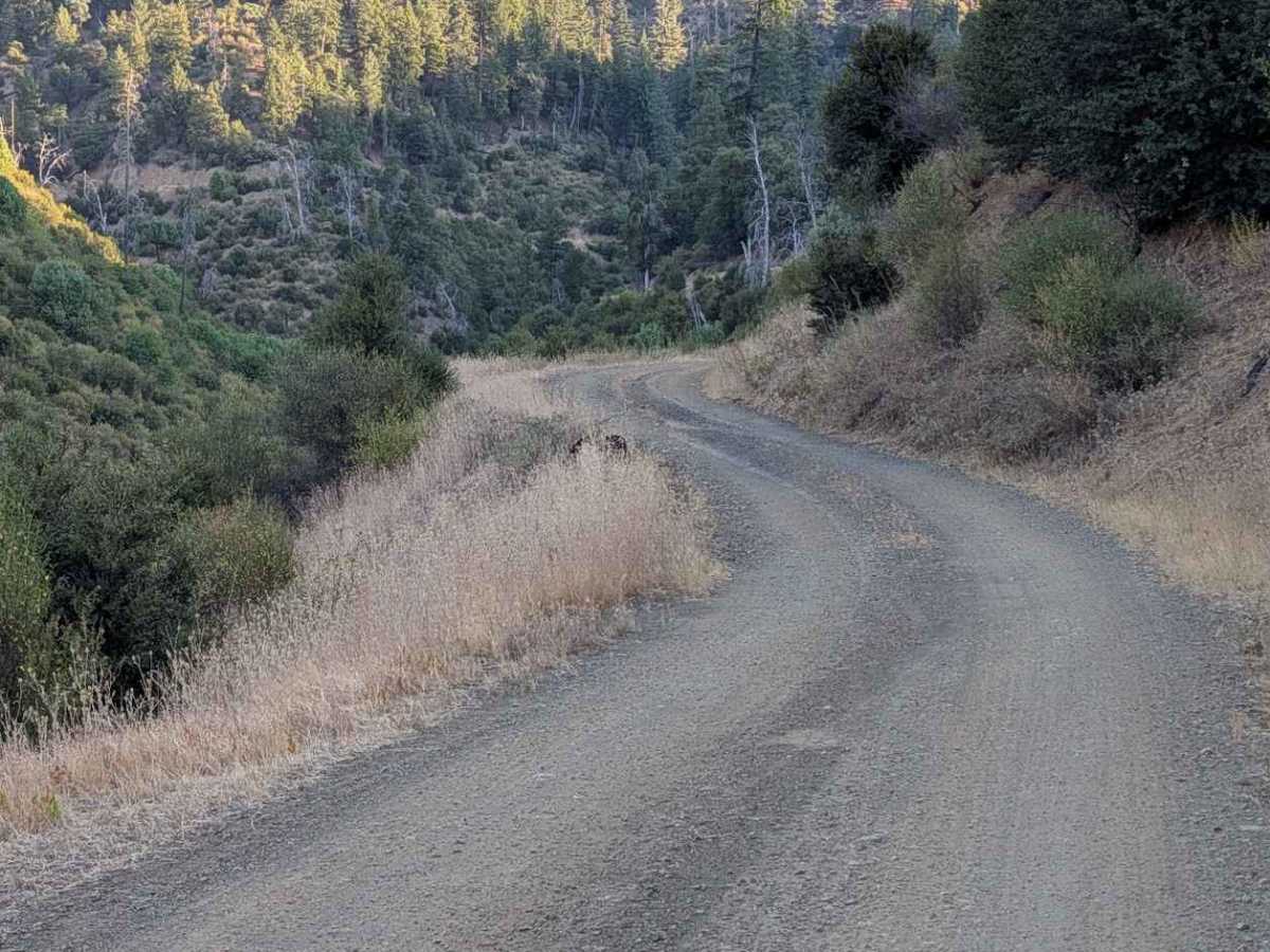 Plummer Peak Road - FS 30N31  photo 5