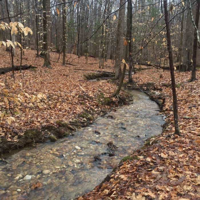 Near Turkey Run Loop