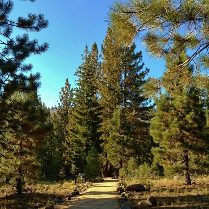 Near Devastated Area Trail