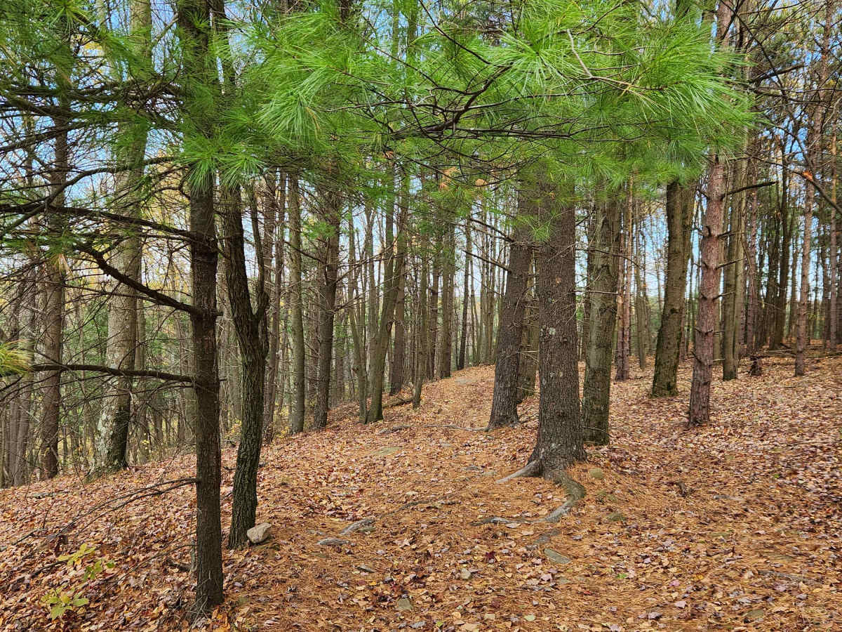 OHV 5 - Rock Run Recreation Area photo 4