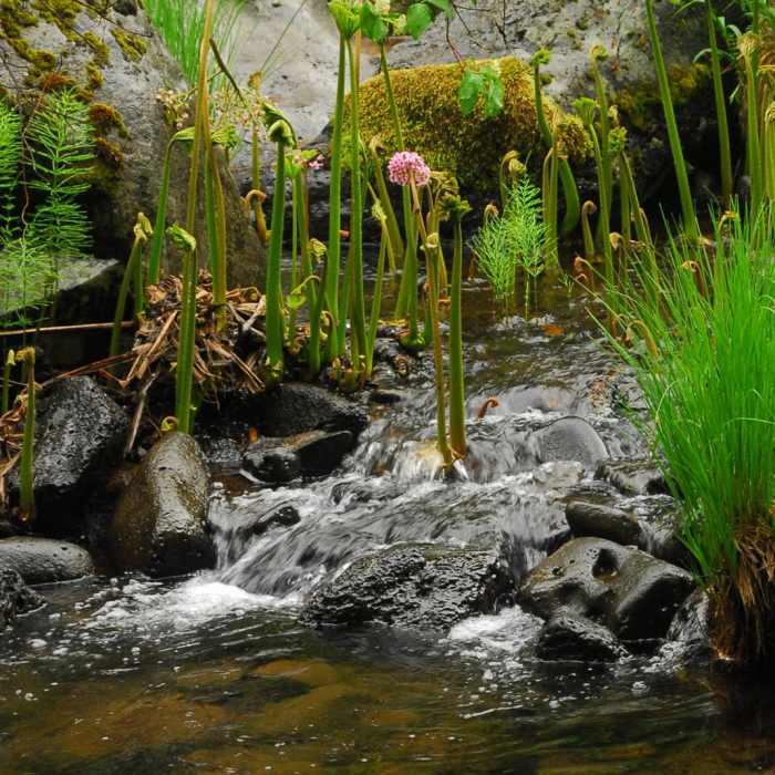 Near McCloud River Three Falls Hike
