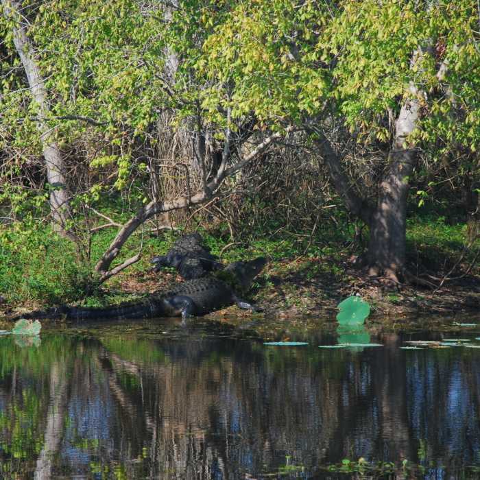 Alligators lounge on an island in Elm Lake. Near Brazos Bend State Park Figure Eight Loop