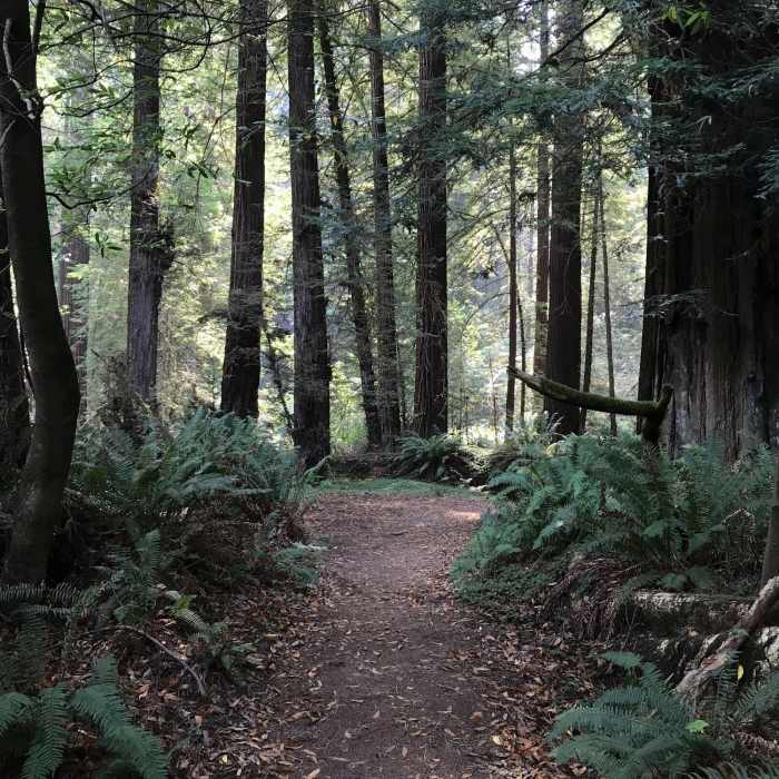 Near Redwood Creek Trail