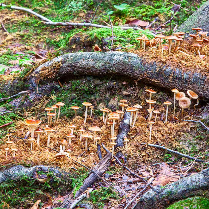 Near Glade Creek Trail