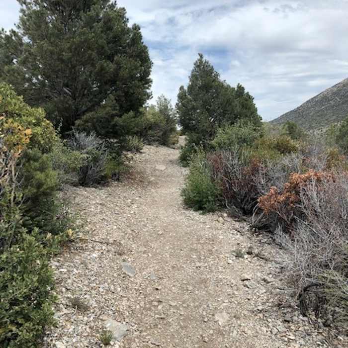 Near Eagle's Nest Trail