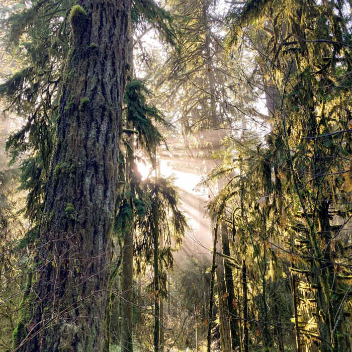 Near Howard Creek Loop