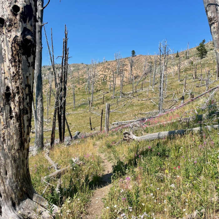 Near Continental Divide Trail: Montana-Idaho Section 4