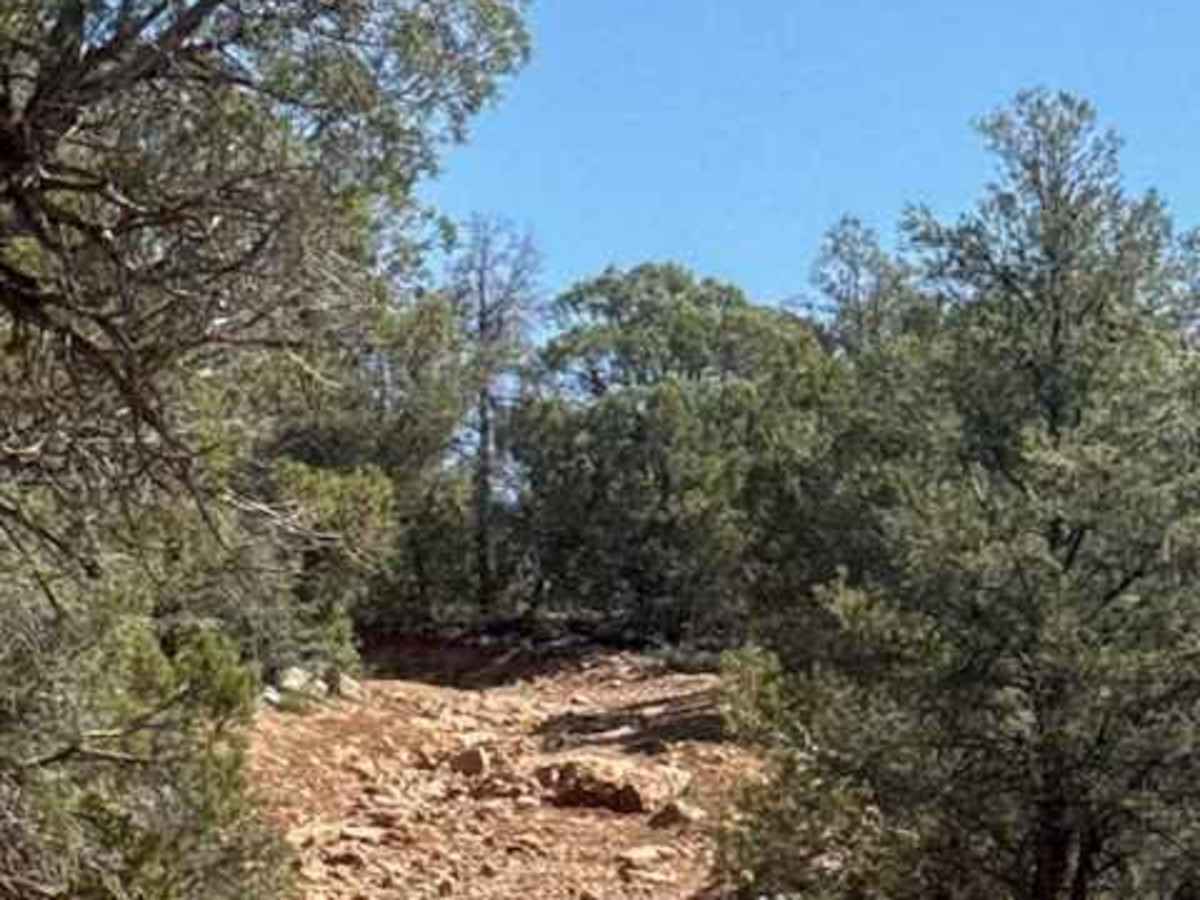 67 White Mountain Road trail photo