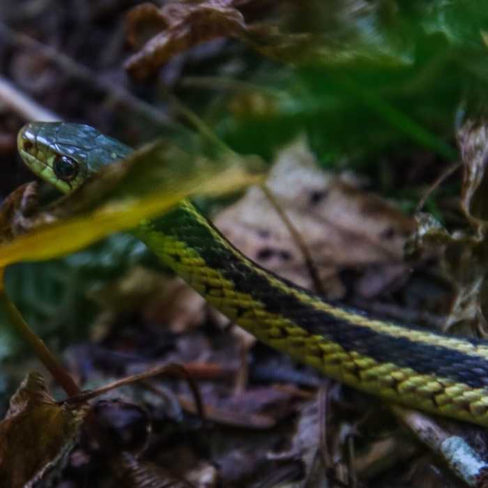 Snake Near The Long Trail's Northern Terminus