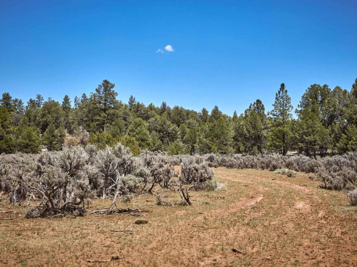 Cowpie Cowboy Trail trail photo