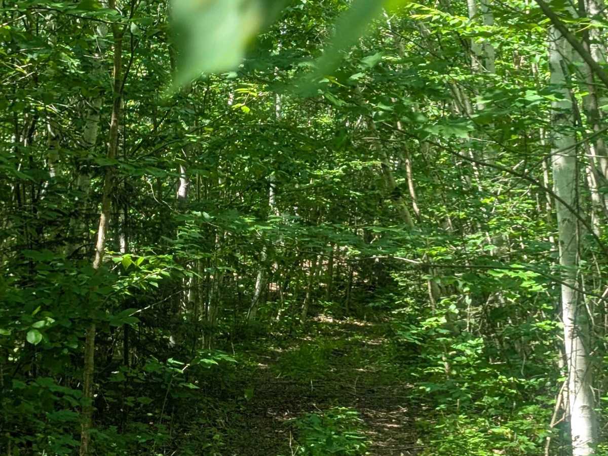 Sweeney Road Descent photo 5