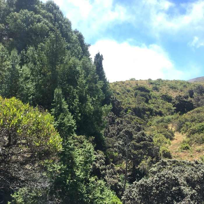 Near Hosmer Grove Loop
