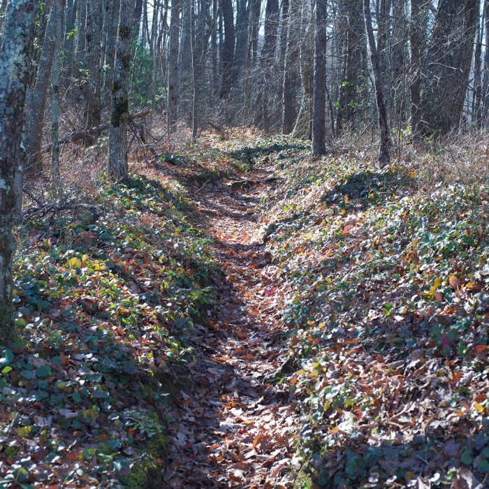 Near Gregory Ridge Trail