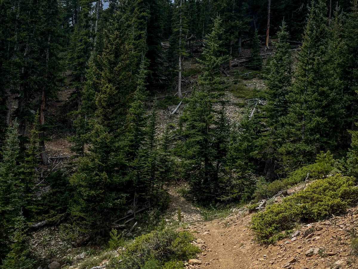 Sheep Mountain Interconnect Trail #740  photo 5