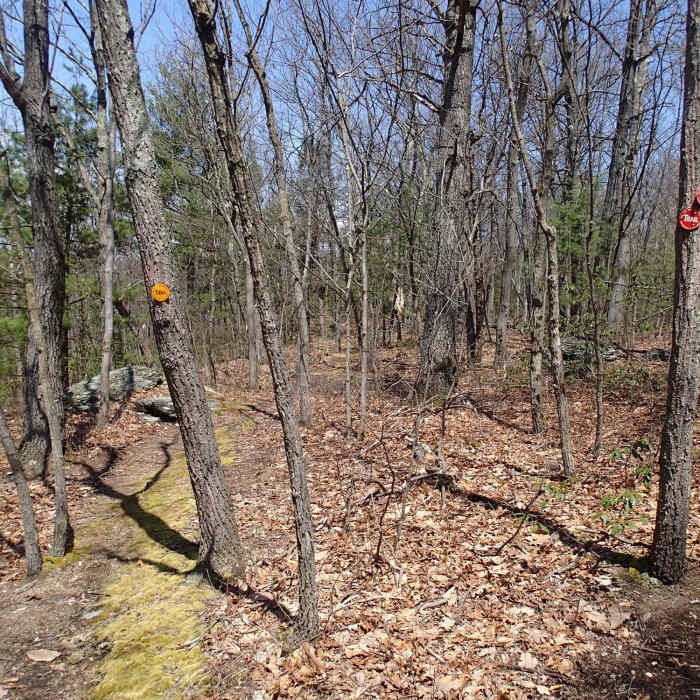 Lenape Ridge and Minisink Trail junction Near Lenape Ridge Loop