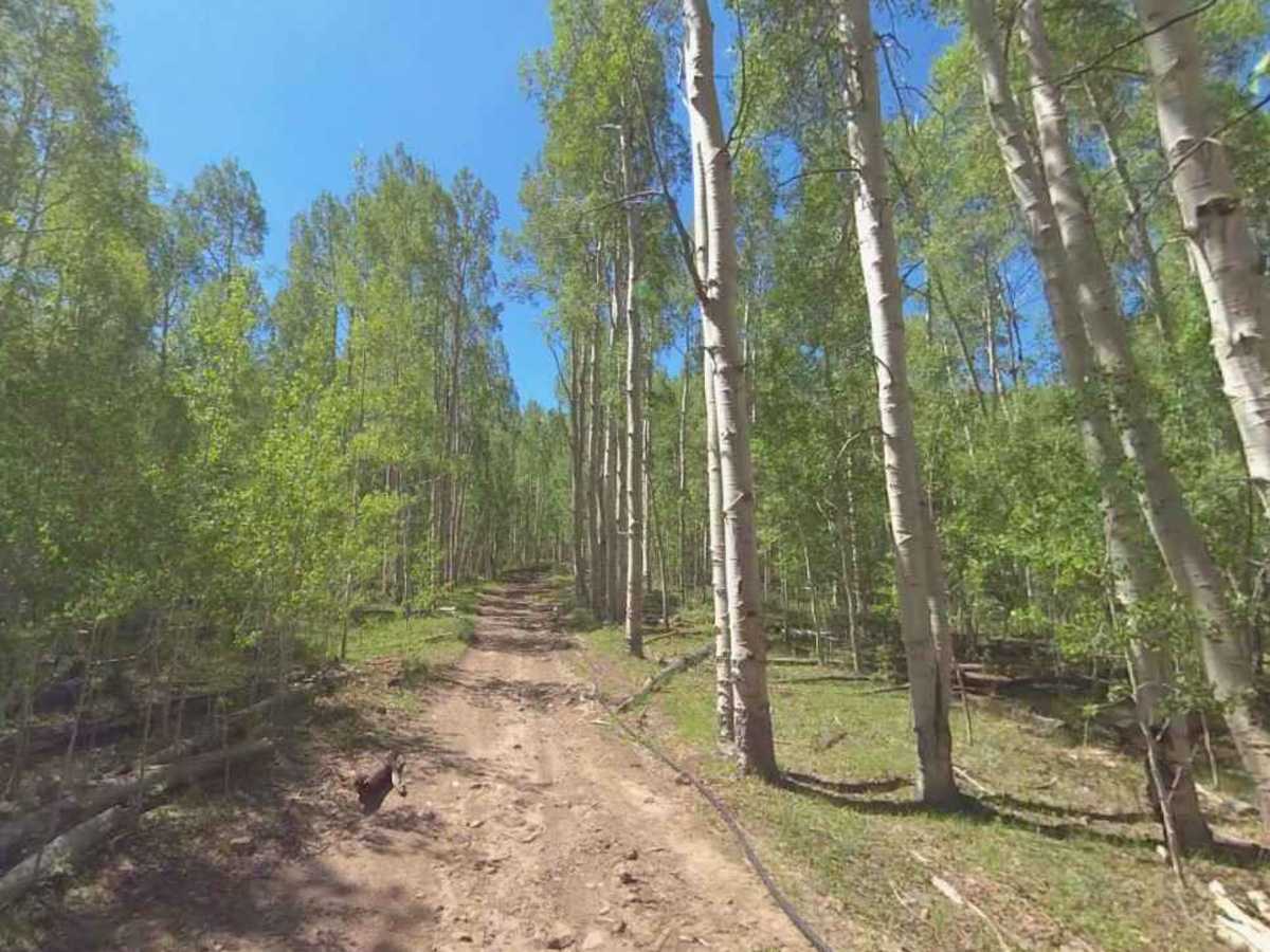 Mud Lake Clayton - FS 30134 trail photo