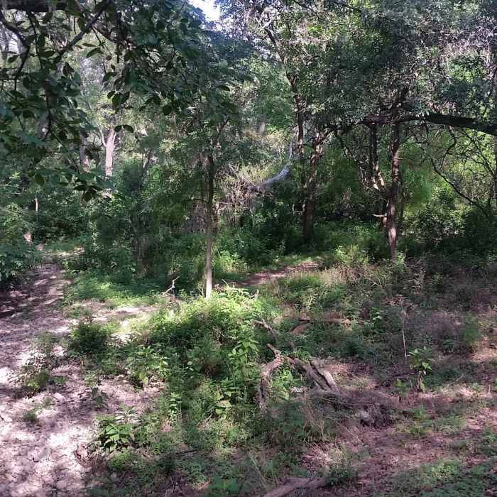 hiking the inner Loop at Dry Comal Creek. Near Inner Loop