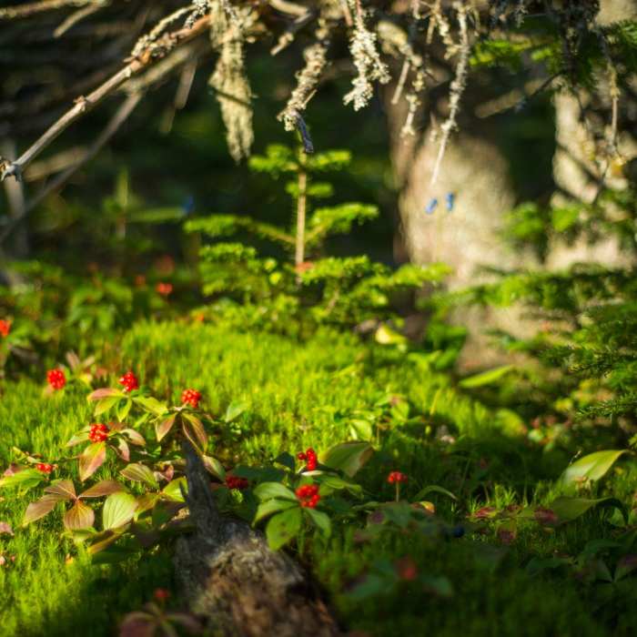 Near Cascade + Porter Mountains Near Cascade + Porter Mountains