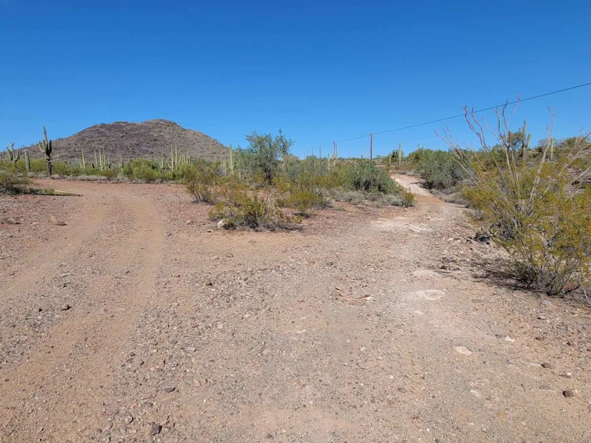 Saguaro Way photo 5