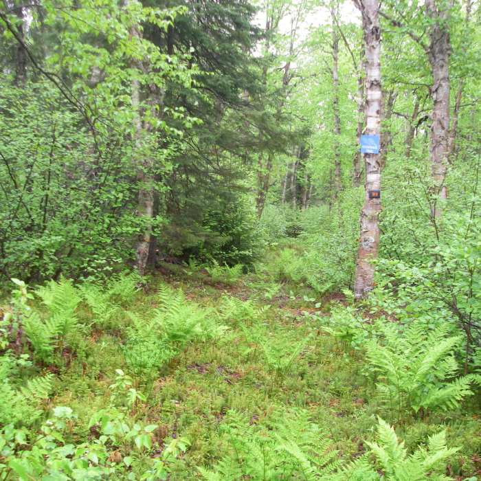 Near Rabbit Run