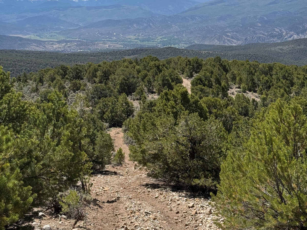 BLM 8484 photo 4