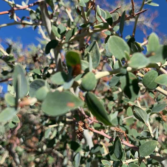 Near George's Gap to Hoyt Mountain: East Ridge Loop