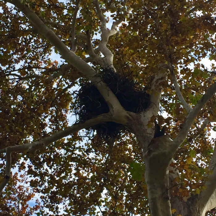 Nest Near South Loop Trail