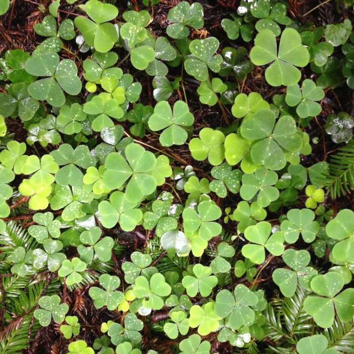 Near Founders' Grove Nature Trail