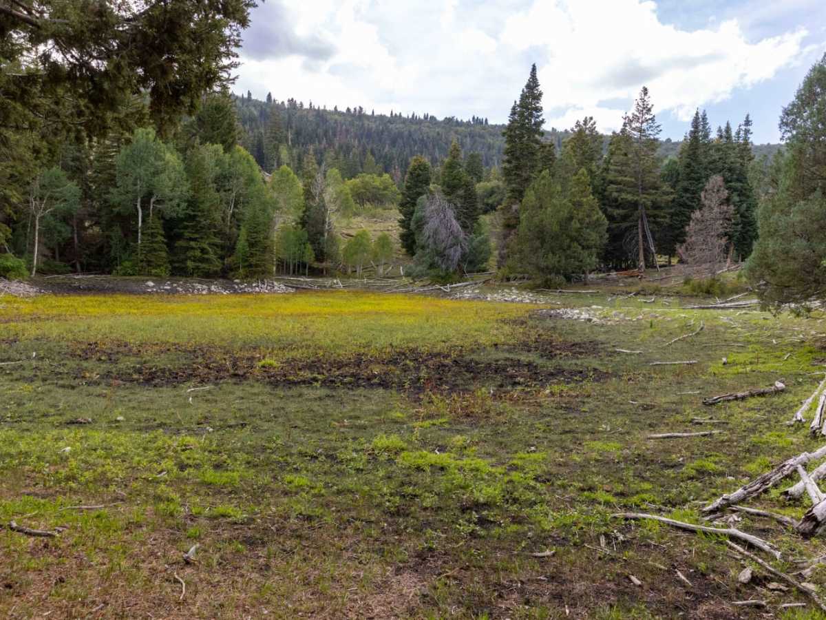 Beaver Creek Ridge Trail photo 4