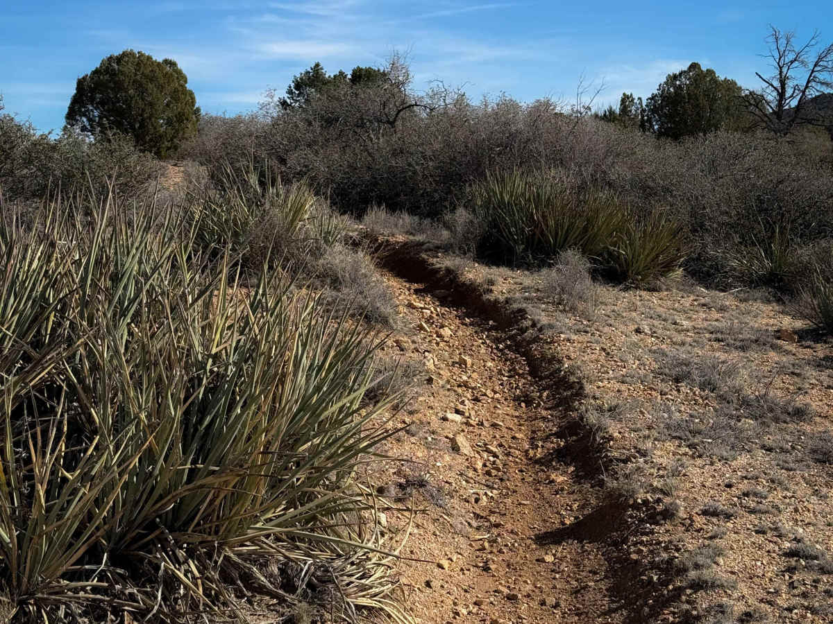 Hualapai Singletrack trail photo
