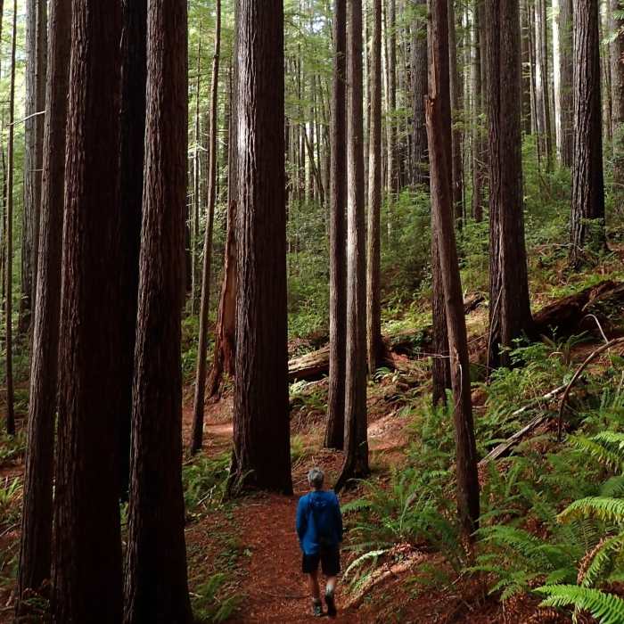 Near Oregon Redwood Barrier-Free Trail #1106