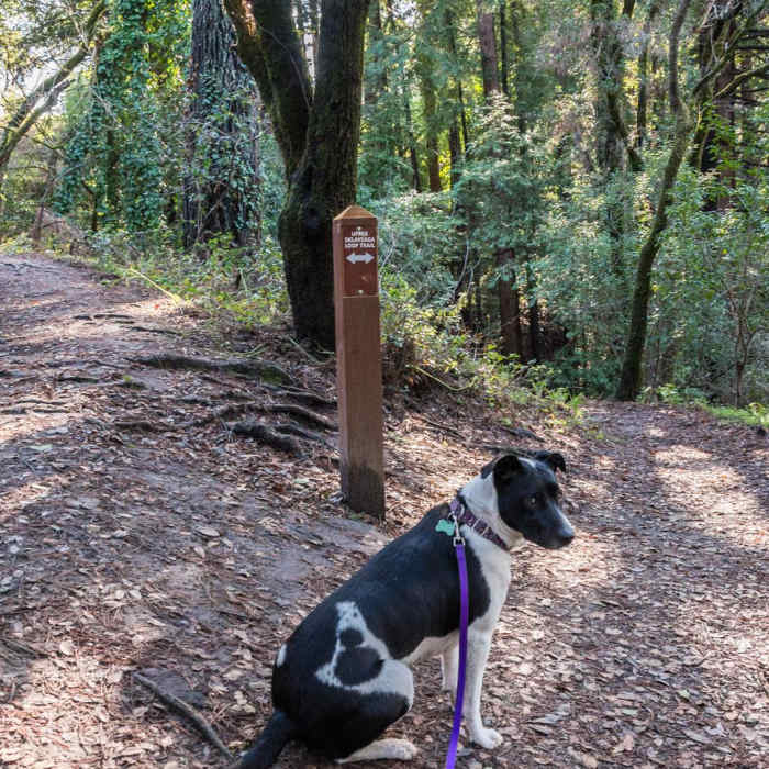 Near Upper DeLaveaga Loop Hike
