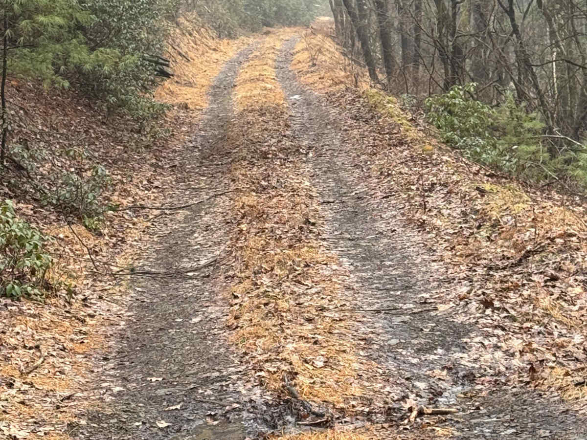 Old Wooded Road photo 6