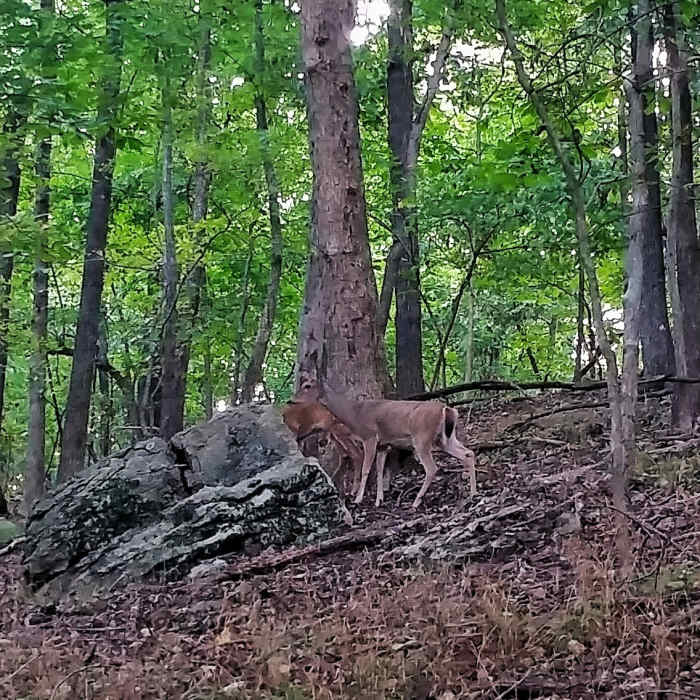 Deer can be seen regularly throughout the Springfield Conservation Nature Center. Near Springfield Conservation Nature Center Loop
