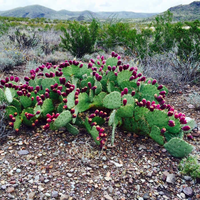 Prickly pear. Near Lower Burro Mesa Pour-Off Trail
