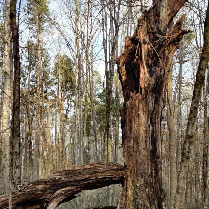 Near Latta Park Shady Loop