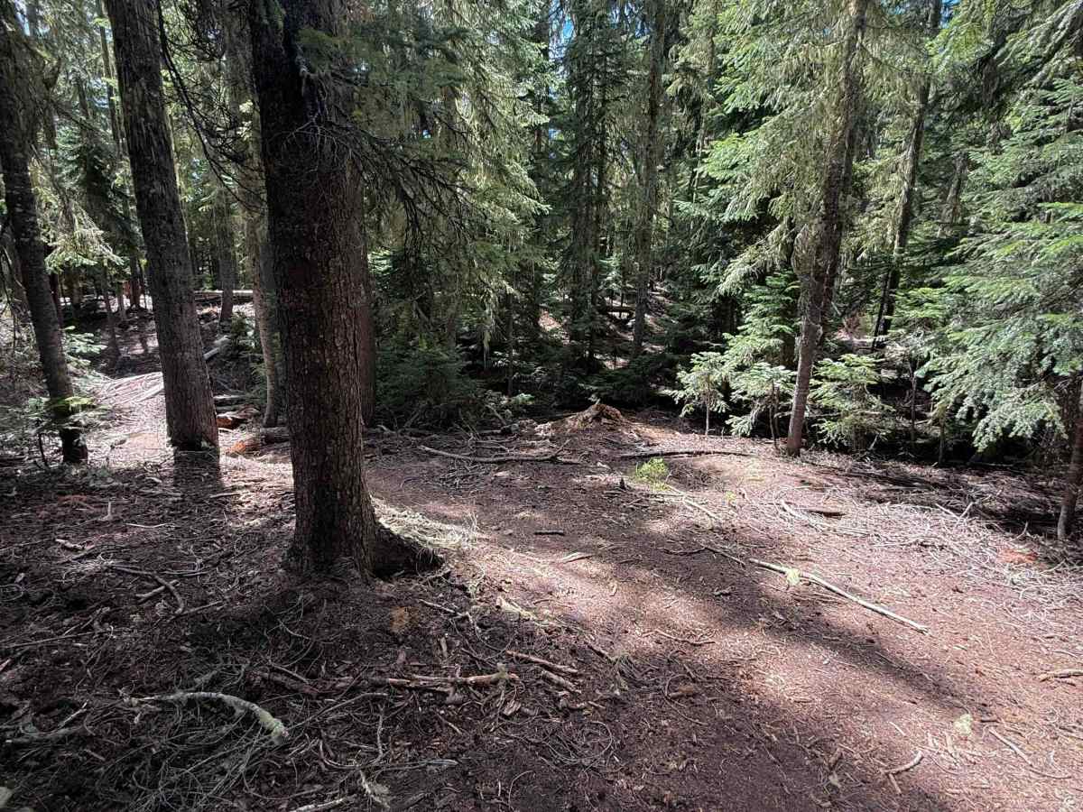 Start O Willamette Trail   photo 2