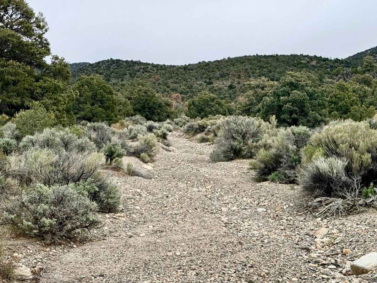 Trails Access Road - FS 44526A photo 6
