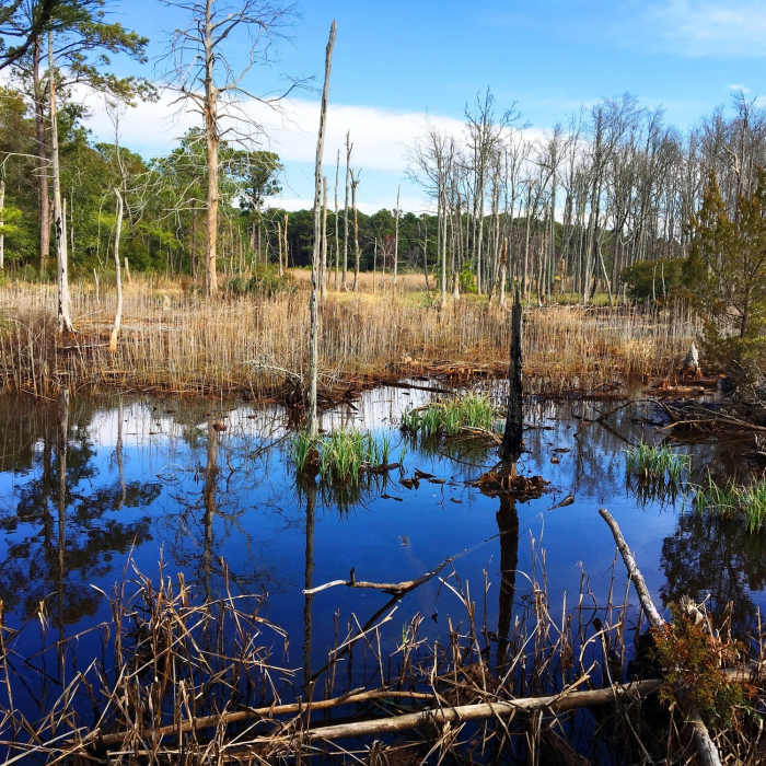 Near Swamp Trail