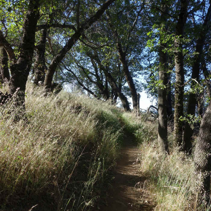 Trees and grass enclose parts of the Five Oaks Trail. Near Five Oaks Trail