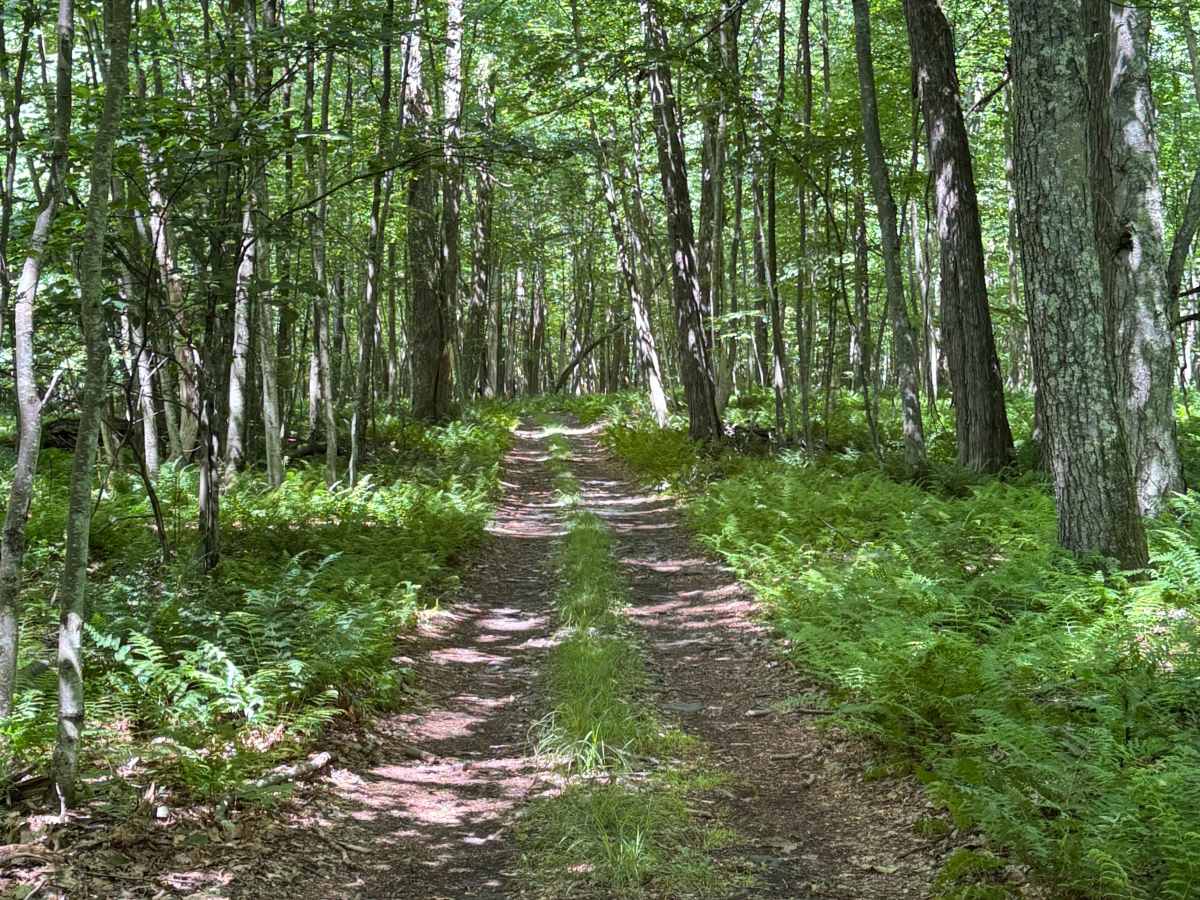 Button Connector Trail photo 6