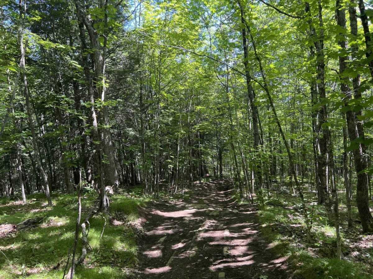 Chase Fire Tower trail photo