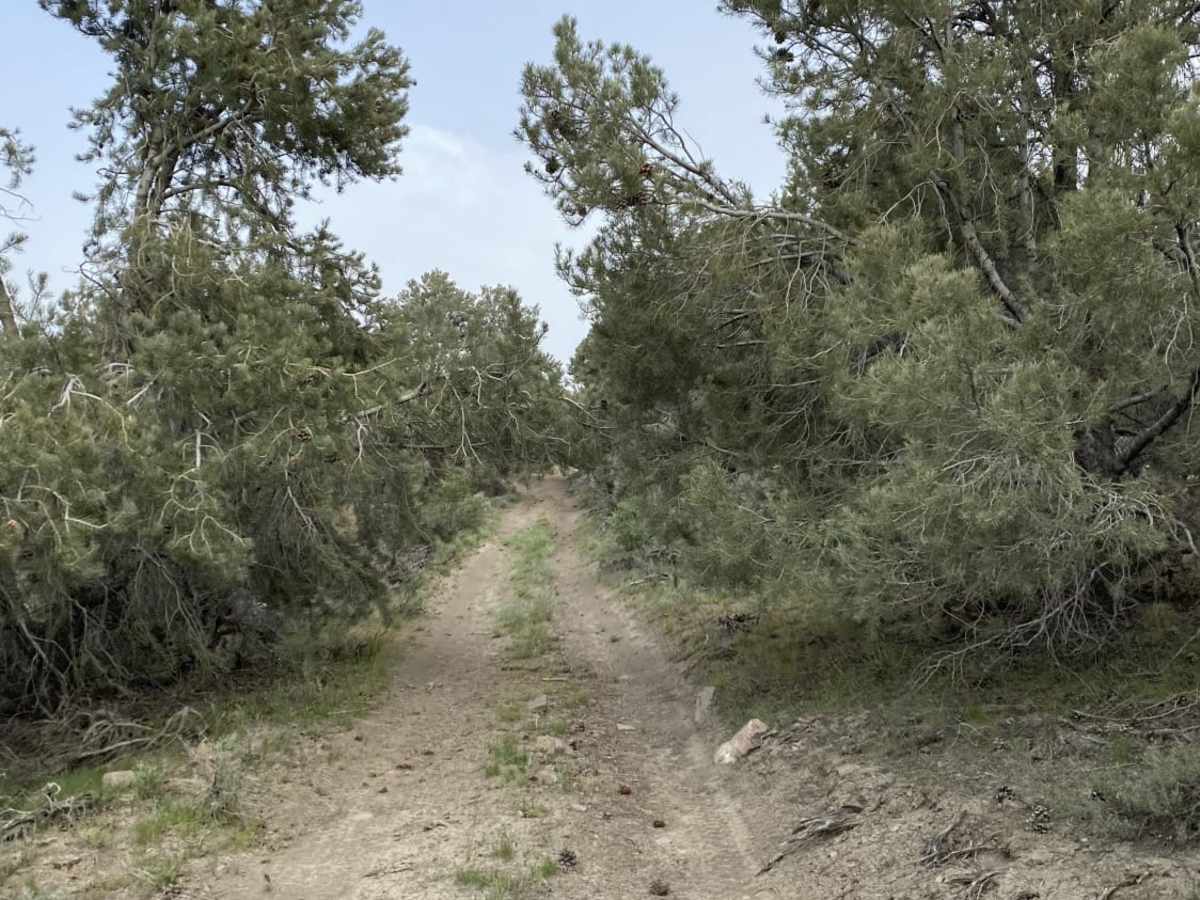 West Steam Shovel OHV Trail photo 5