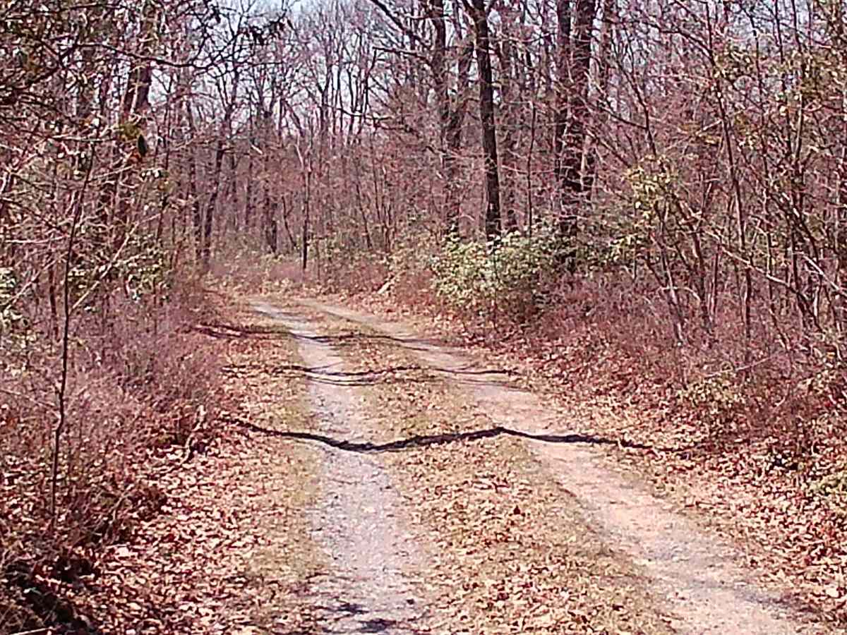 Turkey Call Lane photo 5